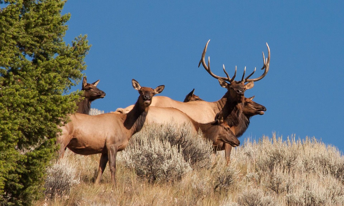 Idaho House | Rocky Mountain RV Camp