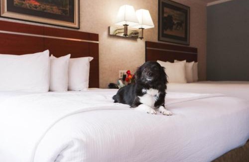 West Yellowstone Hotel | Brandin' Iron Inn