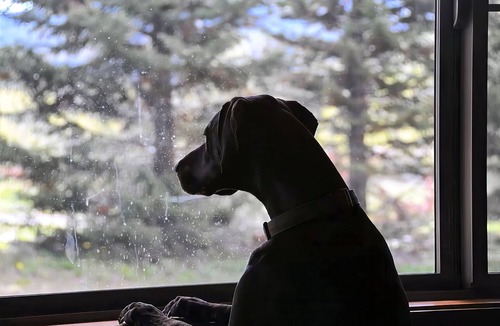 Lazy Acres Cabin | Mini-Moose Cabin-Best Value & Only Minutes to Yellowstone Park!