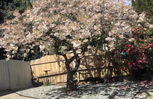 Mount Baker House | Spacious 5br/3ba home with 8bed - Near Airport, Downtown & Train station