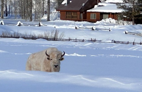 Game Creek Cabin | The Hoback Saloon Experience: Where Western Heritage Meets Refined Luxury
