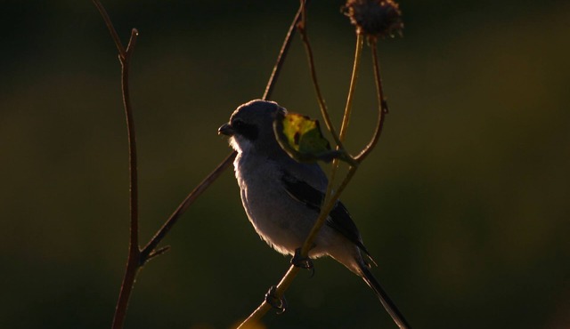 Pines, Aspens, Deer and Mourning Doves, Abundant Wildlife By Vernal Game Farm in vernal