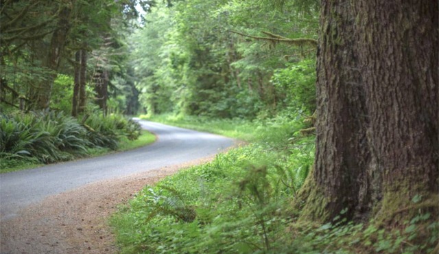 Primitive Tent Site #3- Beautiful Forested Property in Forks
