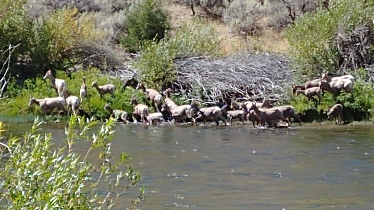 Photo of Others in Challis