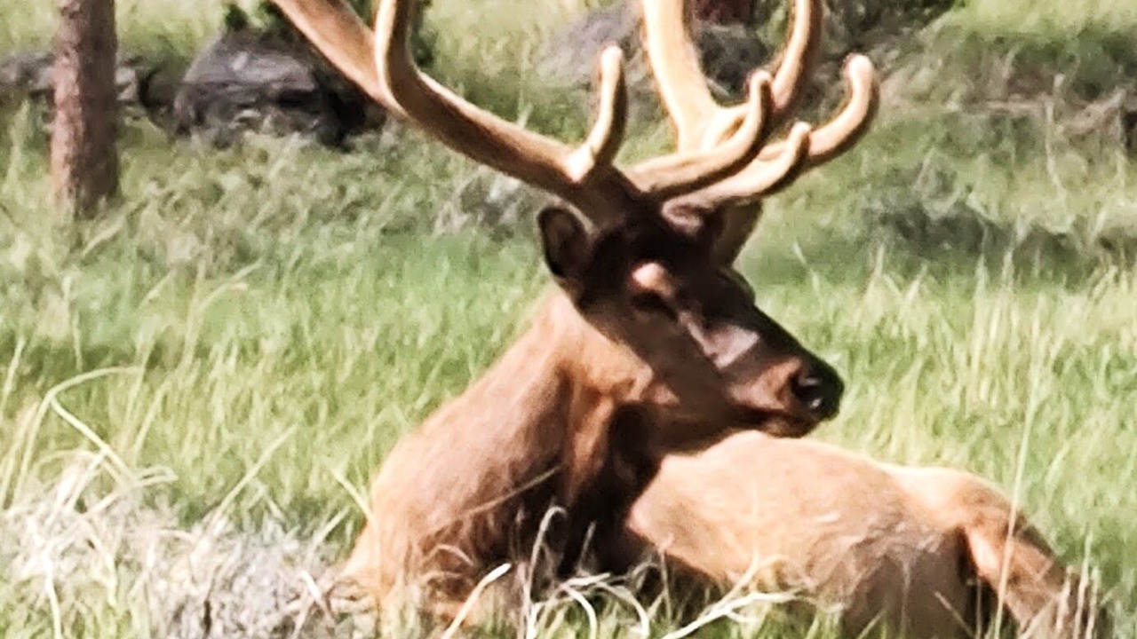 Photo of Others in Estes Park