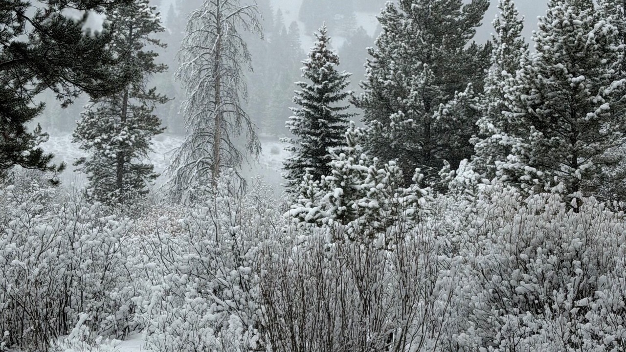 Photo of Others in Moose Wilson Road