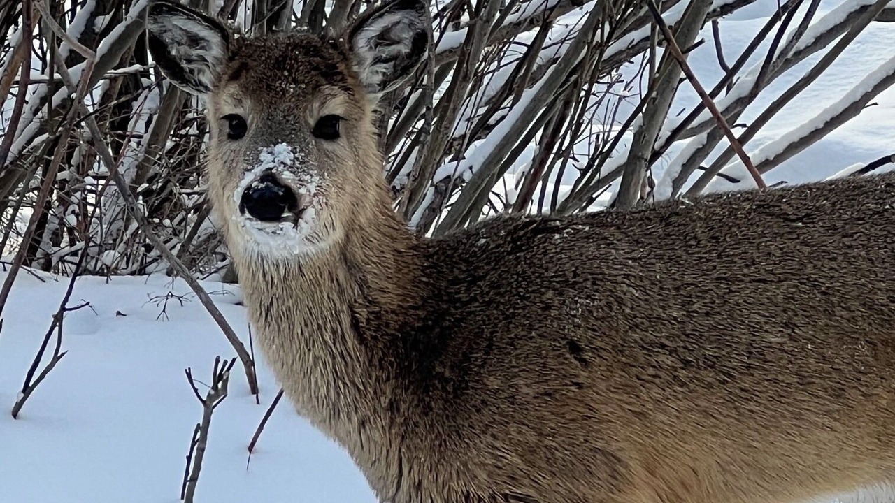 Photo of Others in Moose Wilson Road
