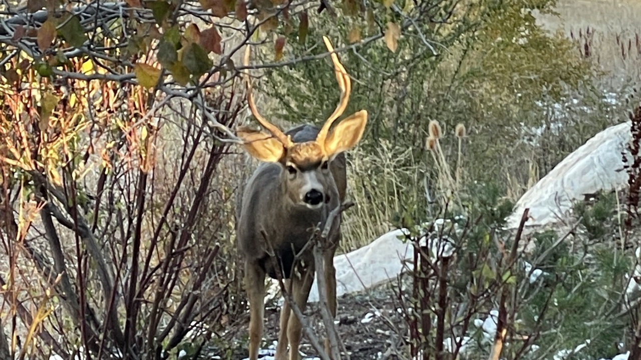 Photo of Outdoor in Wolf Creek