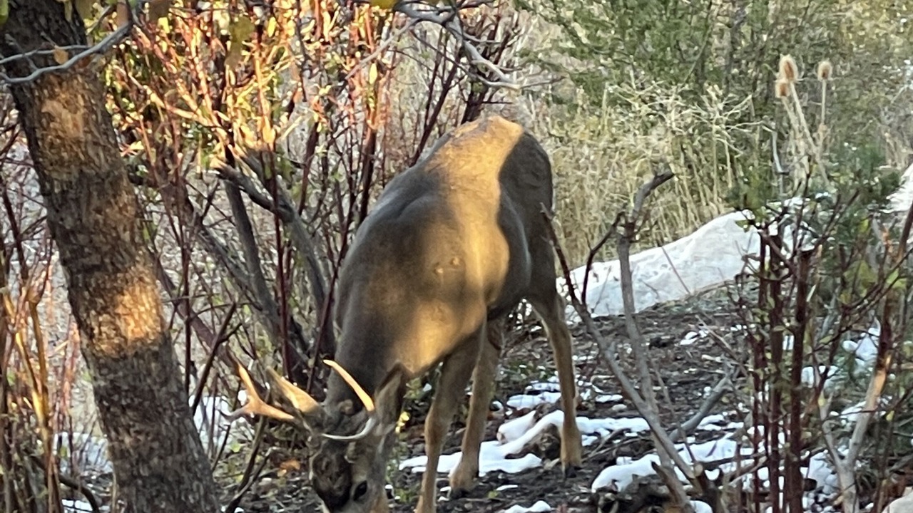 Photo of Outdoor in Wolf Creek