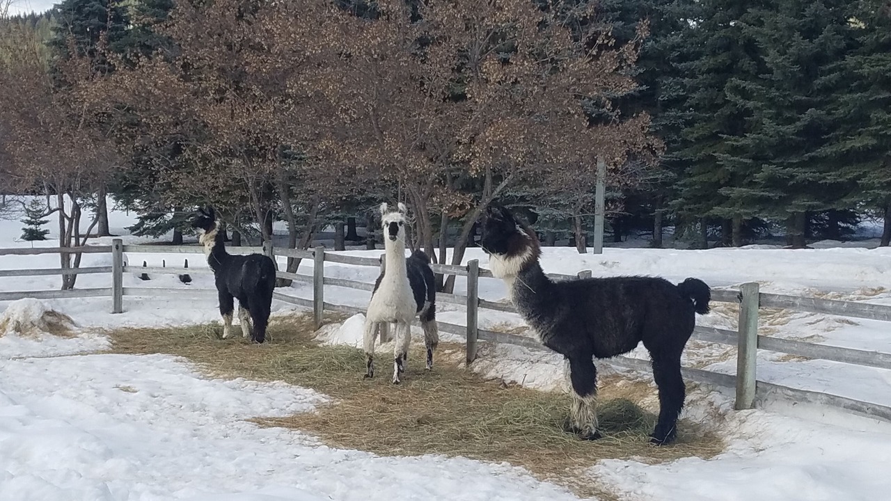 Photo of Others in Kalispell