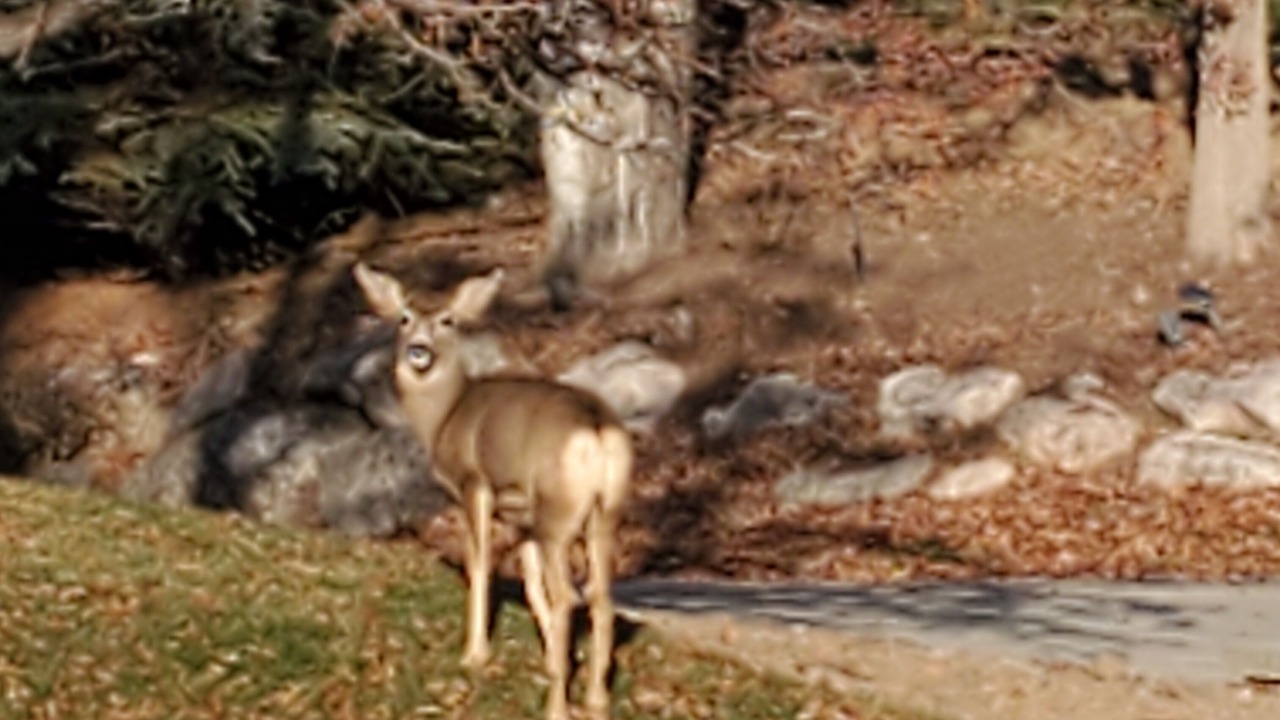 Photo of Outdoor in Bountiful