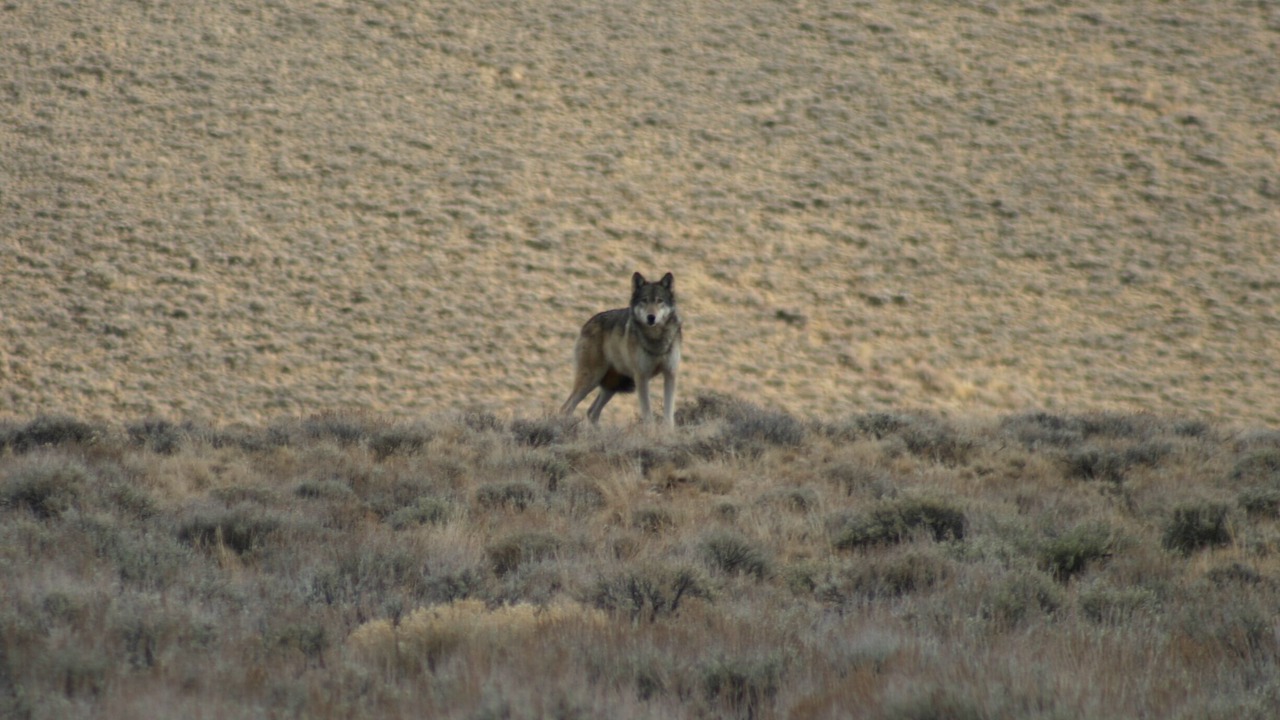 Photo of Others in Idaho