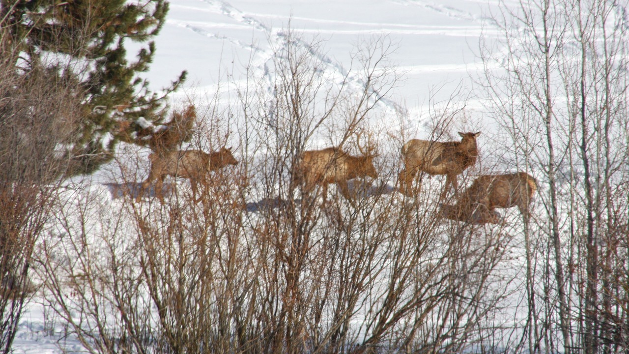 Photo of Others in Ketchum