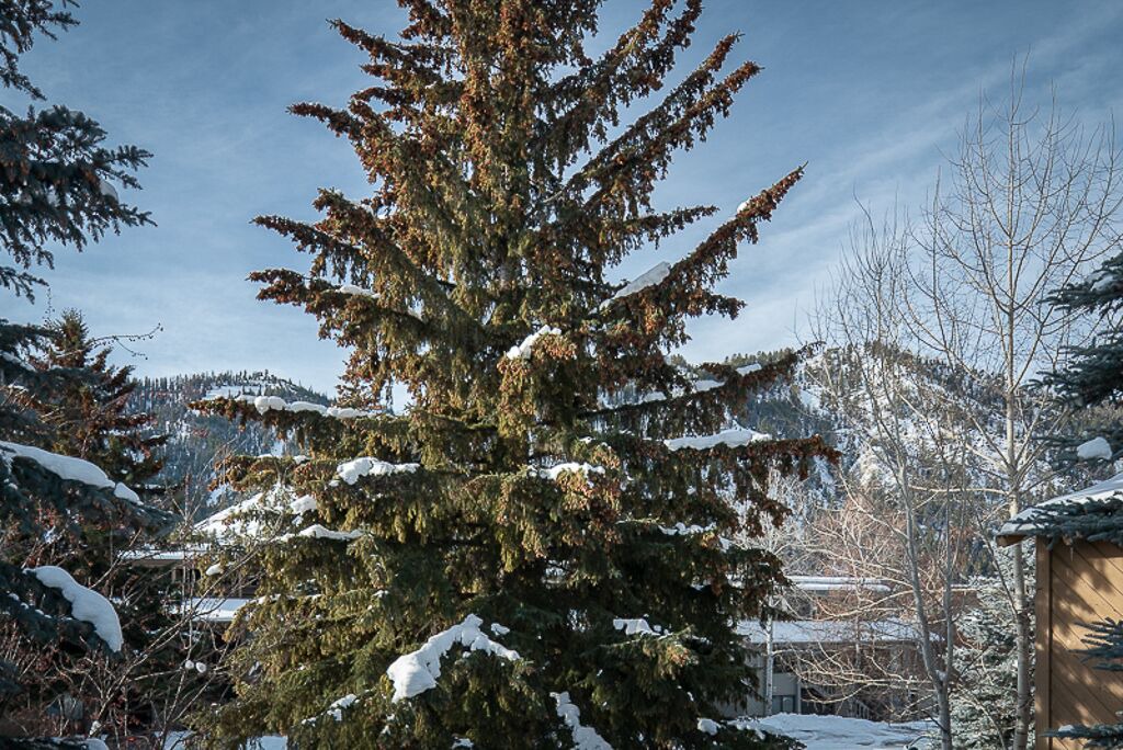 Photo of Others in Ketchum