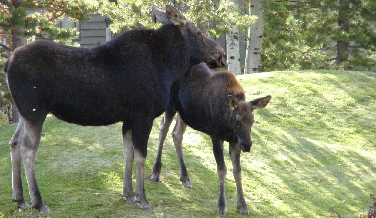Photo of Others in Teton Village