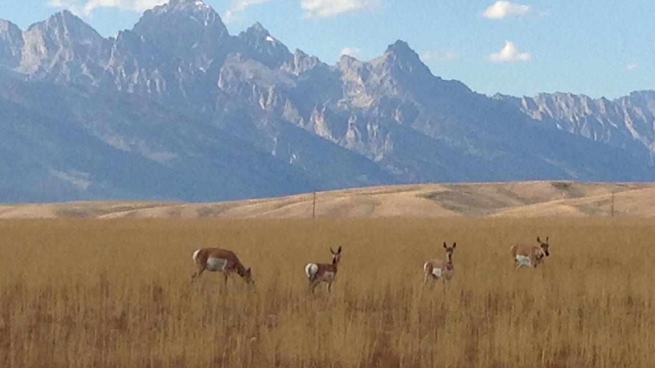 Photo of Others in Teton Village