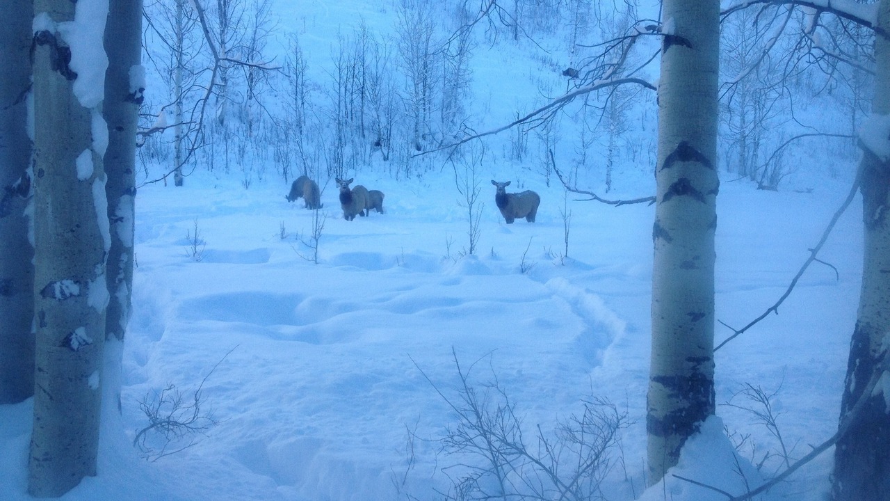 Photo of Others in Ketchum
