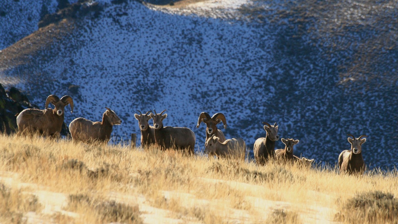 Photo of Others in Idaho