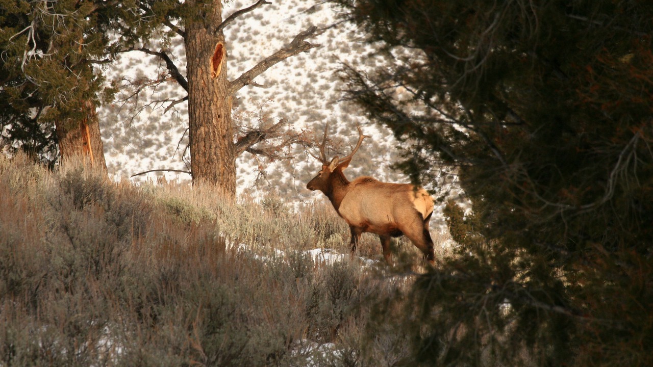 Photo of Others in Idaho