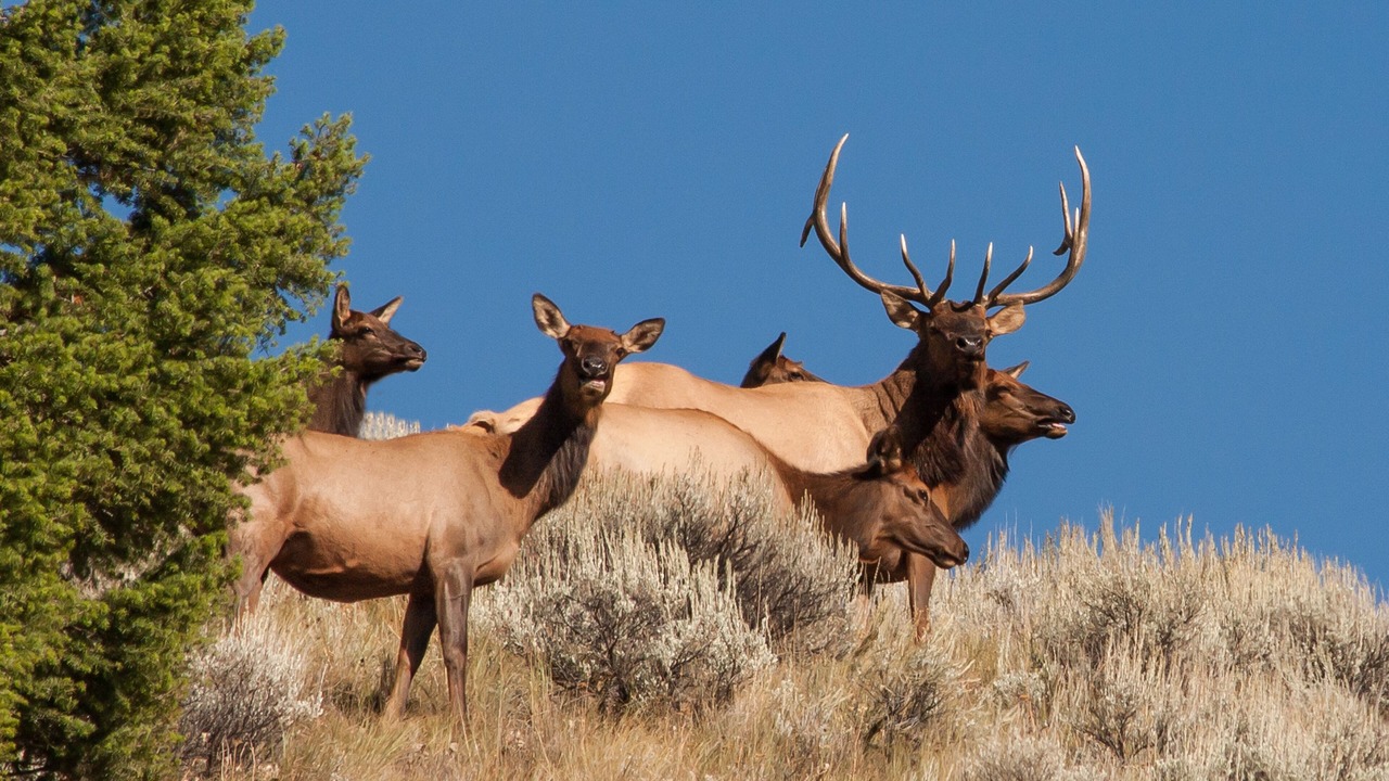 Photo of Others in Idaho