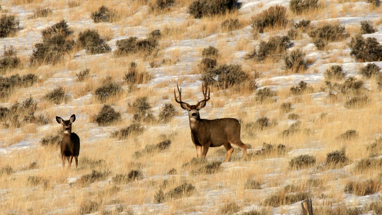 Photo of Others in Idaho