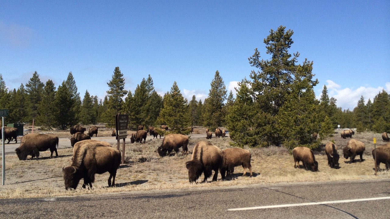 Photo of Others in West Yellowstone