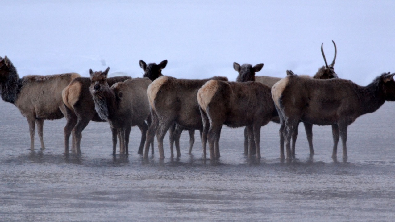 Photo of Others in West Yellowstone