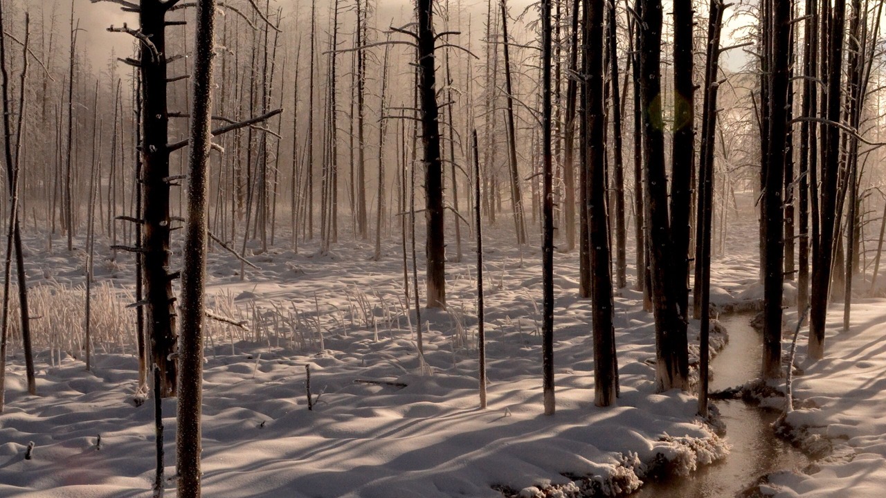 Photo of Others in West Yellowstone