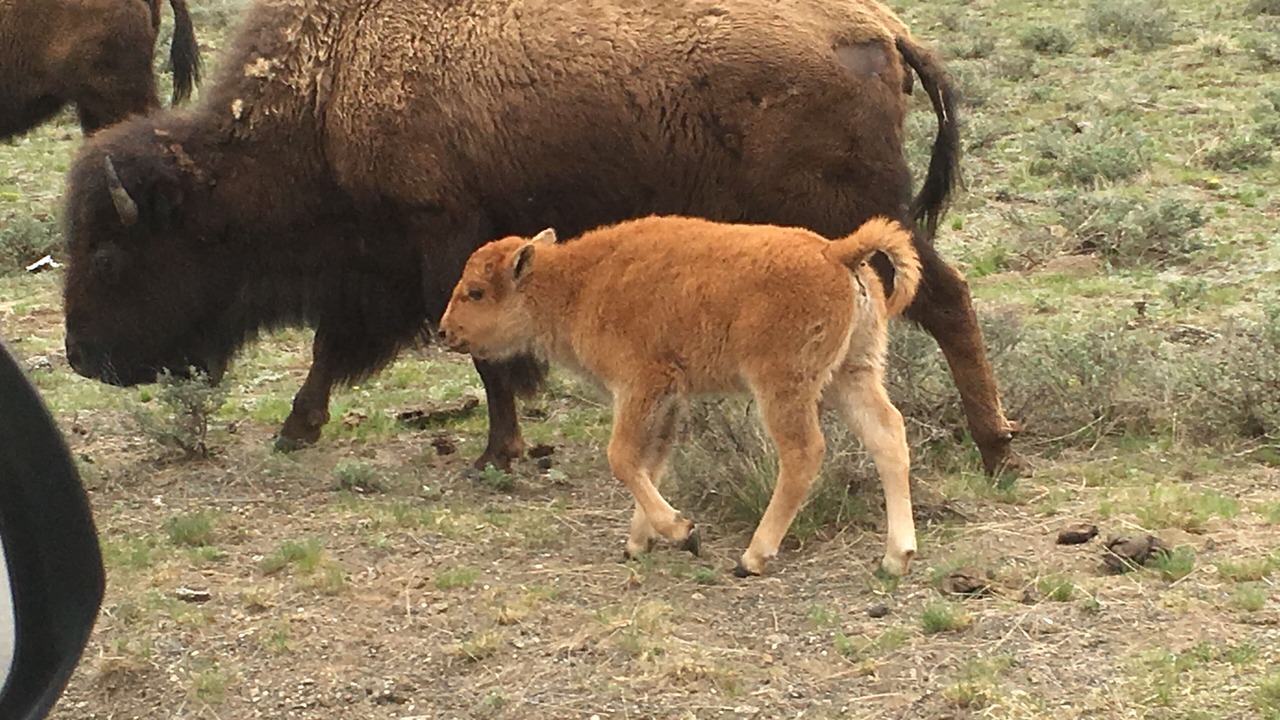 Photo of Outdoor in West Yellowstone