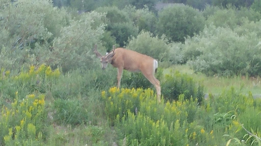 Photo of Others in McCall