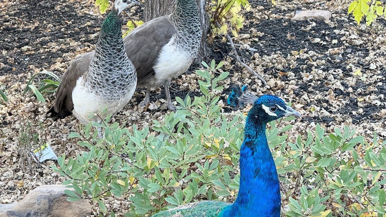 Photo of Others in Poplar Grove