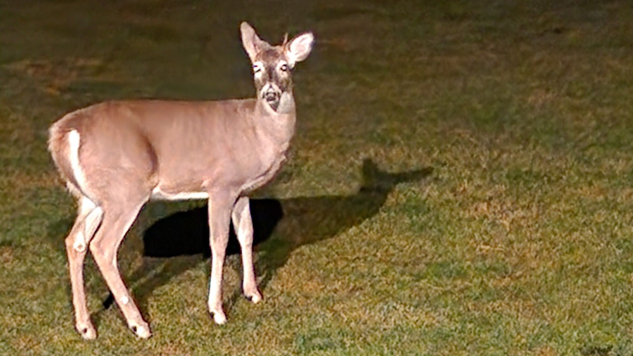 Photo of Others in Loon Lake
