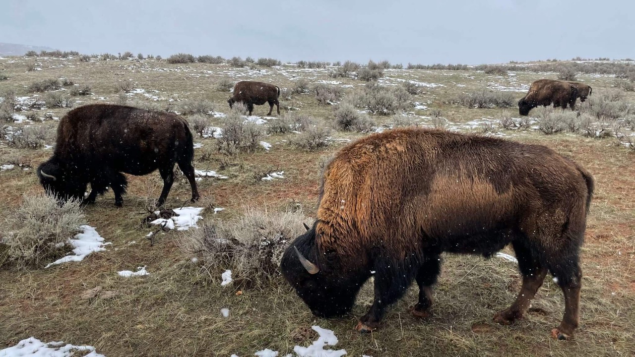 Photo of Others in Thermopolis
