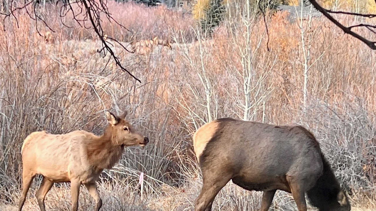 Photo of Others in Sun Valley